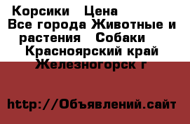 Корсики › Цена ­ 15 000 - Все города Животные и растения » Собаки   . Красноярский край,Железногорск г.